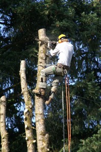 Bridgetown Tree Service