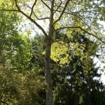 Pruning - Bridgetown Tree Service