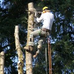 Removal - Bridgetown Tree Service